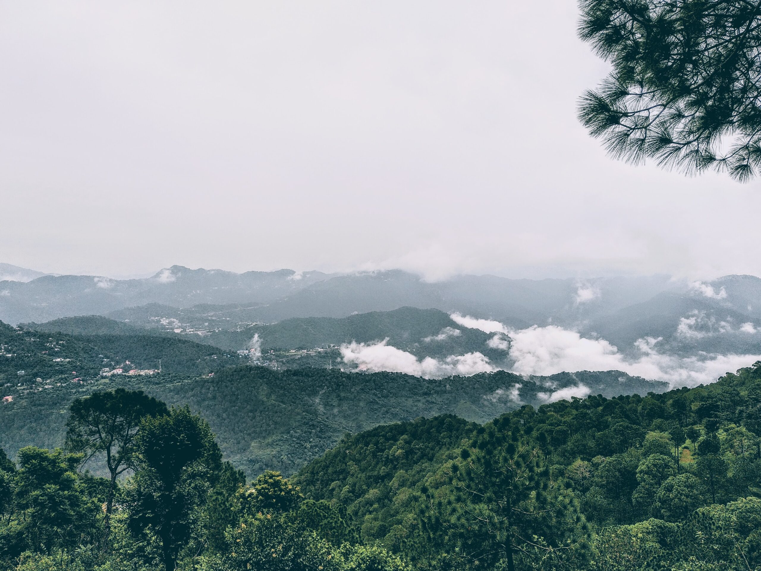 Location: <span>Kasauli</span>